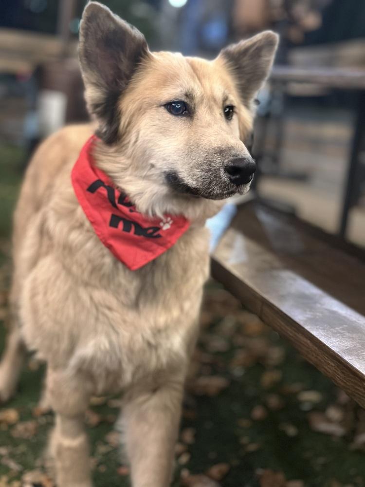 Enlarge Sage, a Adoptable mixed breed in Denver, CO image 4/6