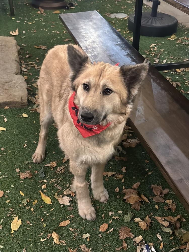 Enlarge Sage, a Adoptable mixed breed in Denver, CO image 5/6