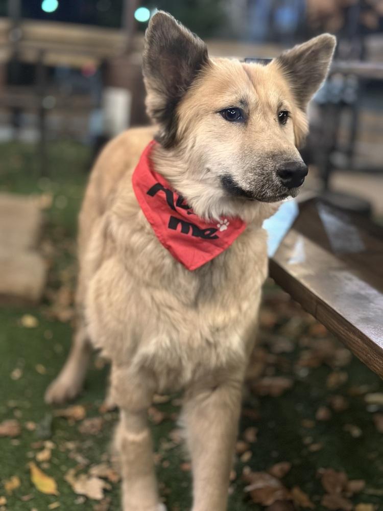 Enlarge Sage, a Adoptable mixed breed in Denver, CO image 6/6