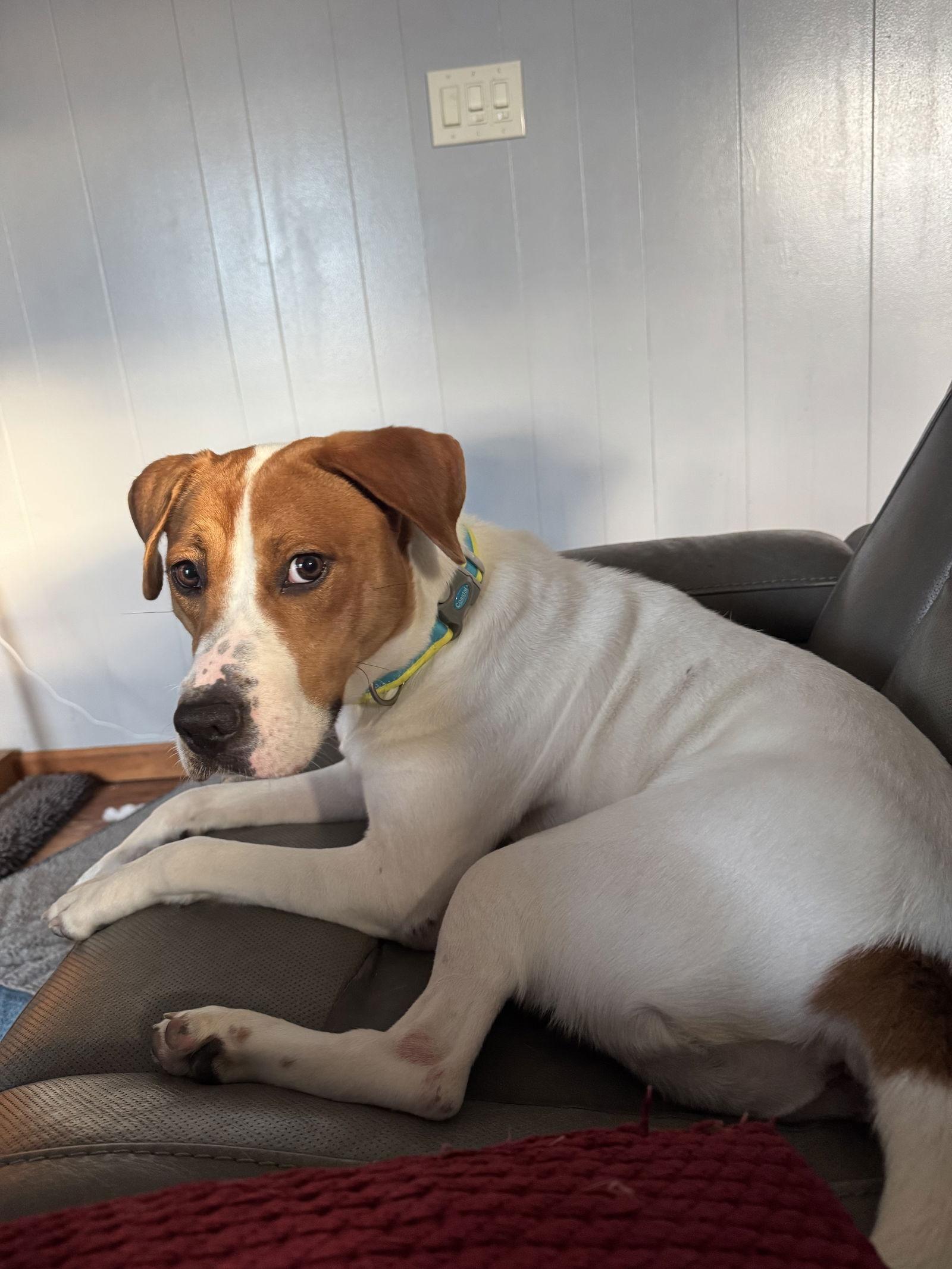 Hazel, a Adoptable mixed breed image 1/3