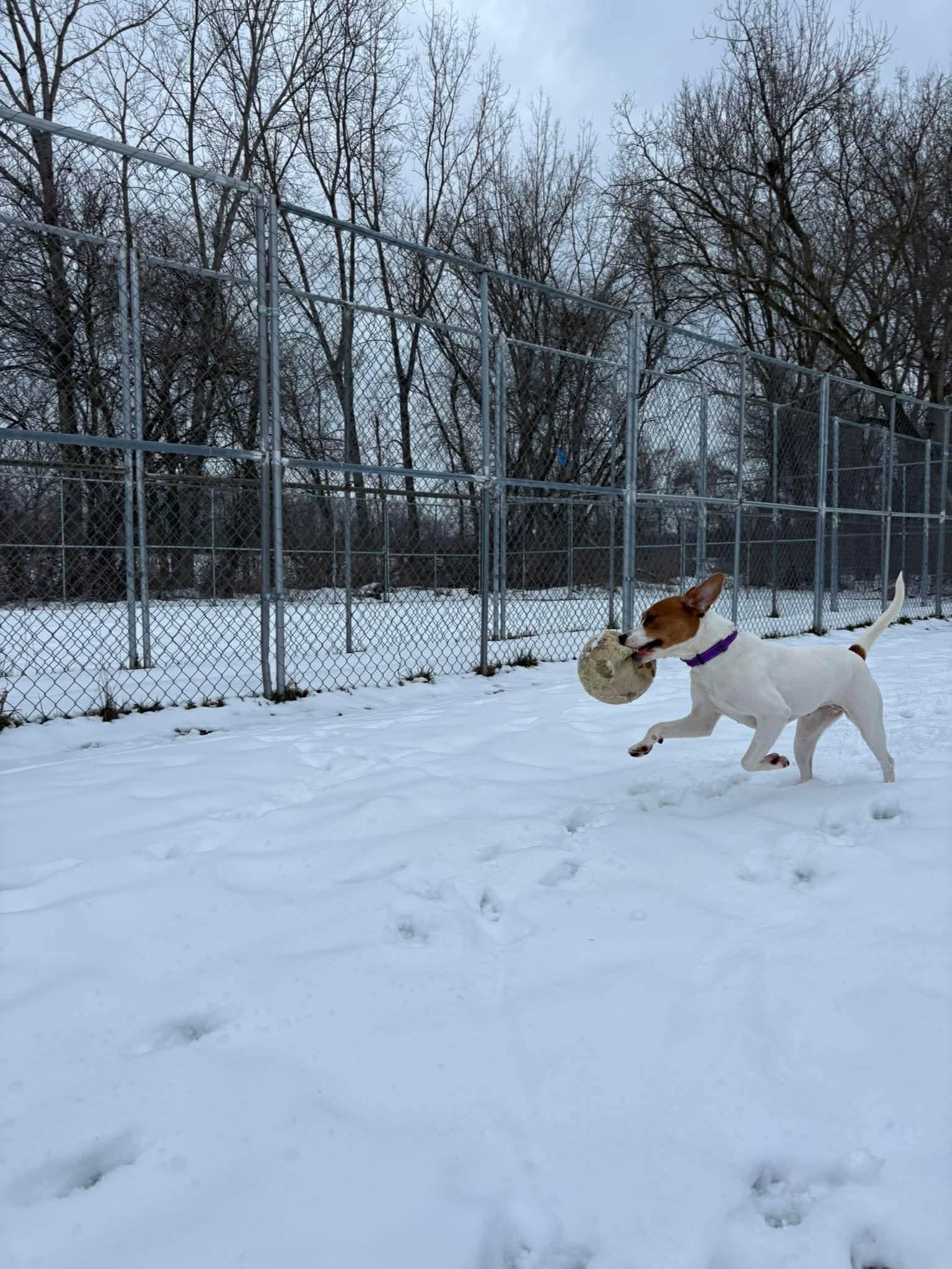 Hazel, Adoptable, Young Female Foxhound & Pit Bull Terrier.