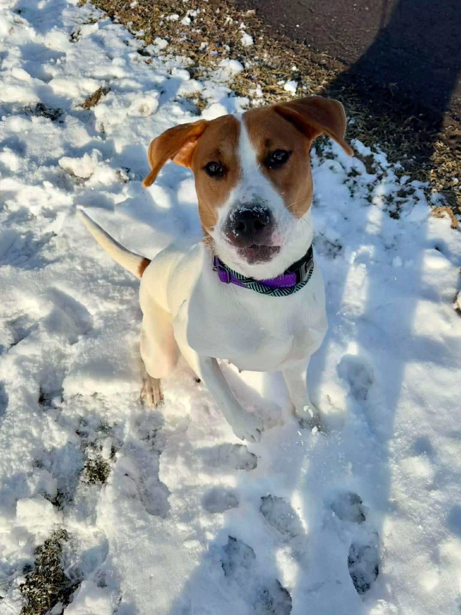 Enlarge Hazel, a Adoptable mixed breed in Lockport, NY image 2/3