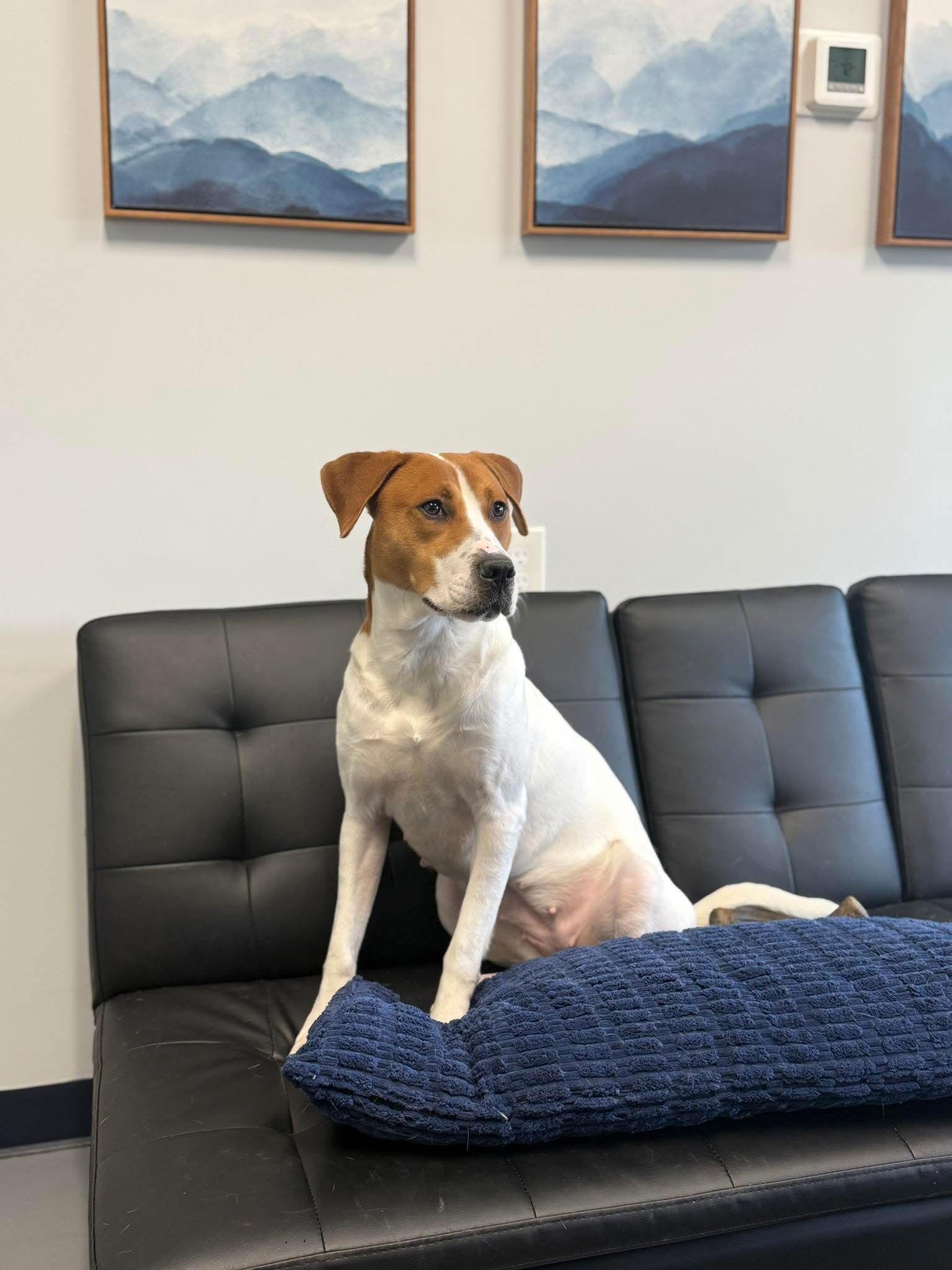 Hazel, a Adoptable mixed breed image 2/3