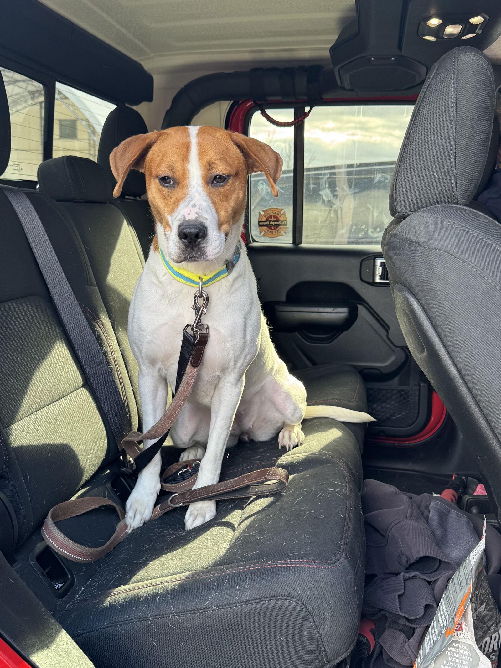 Hazel, a Adoptable mixed breed image 3/3