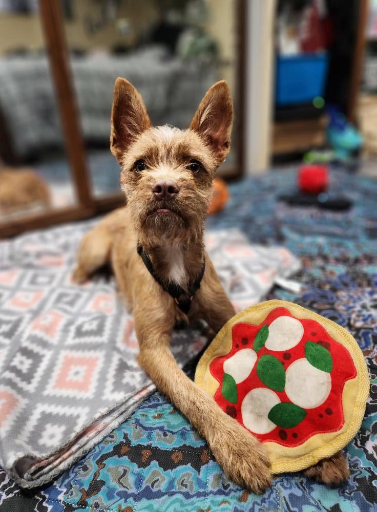 Enlarge Bambi, a Adoptable mixed breed in West Richland, WA image 2/2
