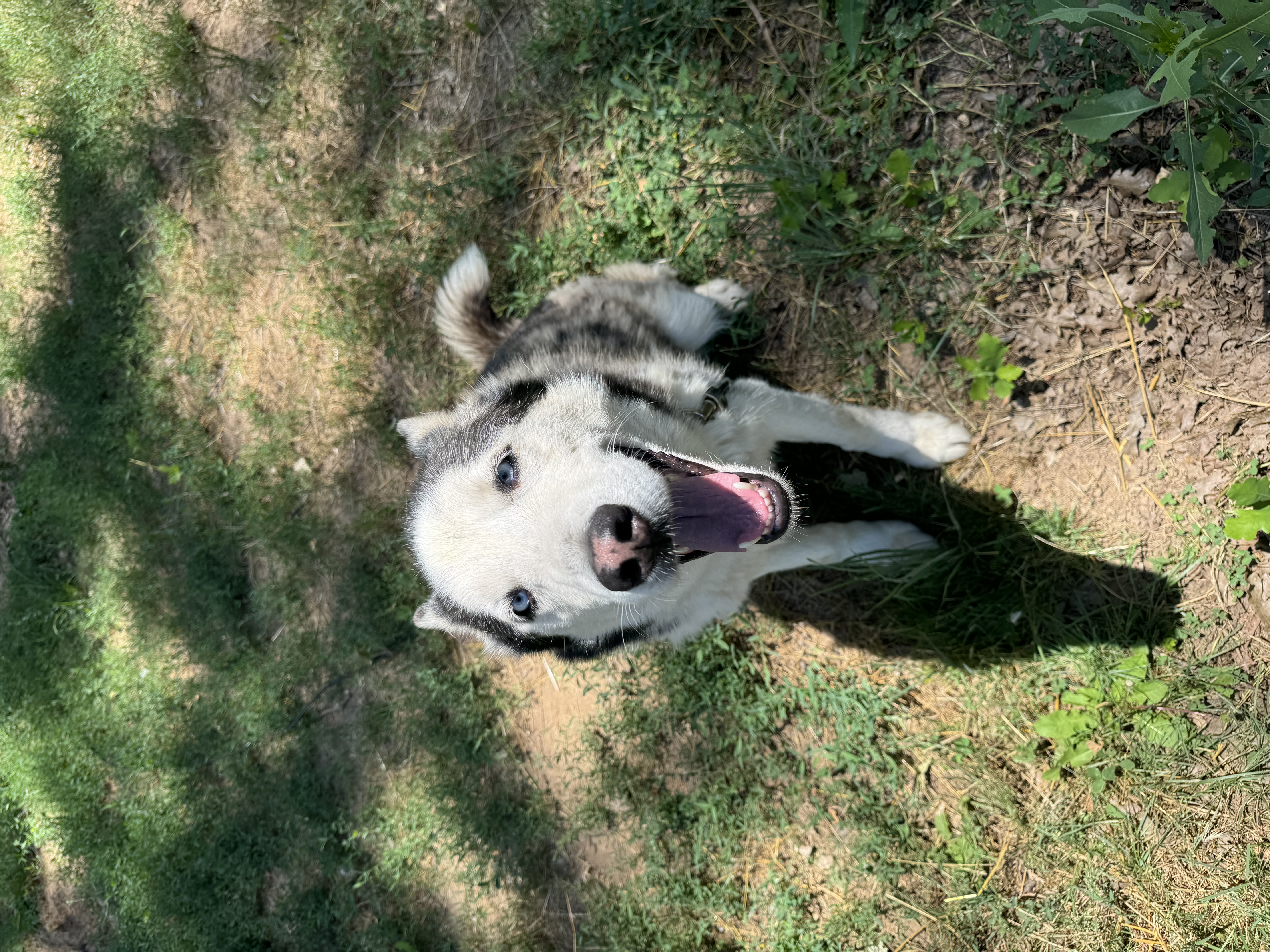 Duke 0124, a Adoptable Husky in Sonora, CA image 4/4
