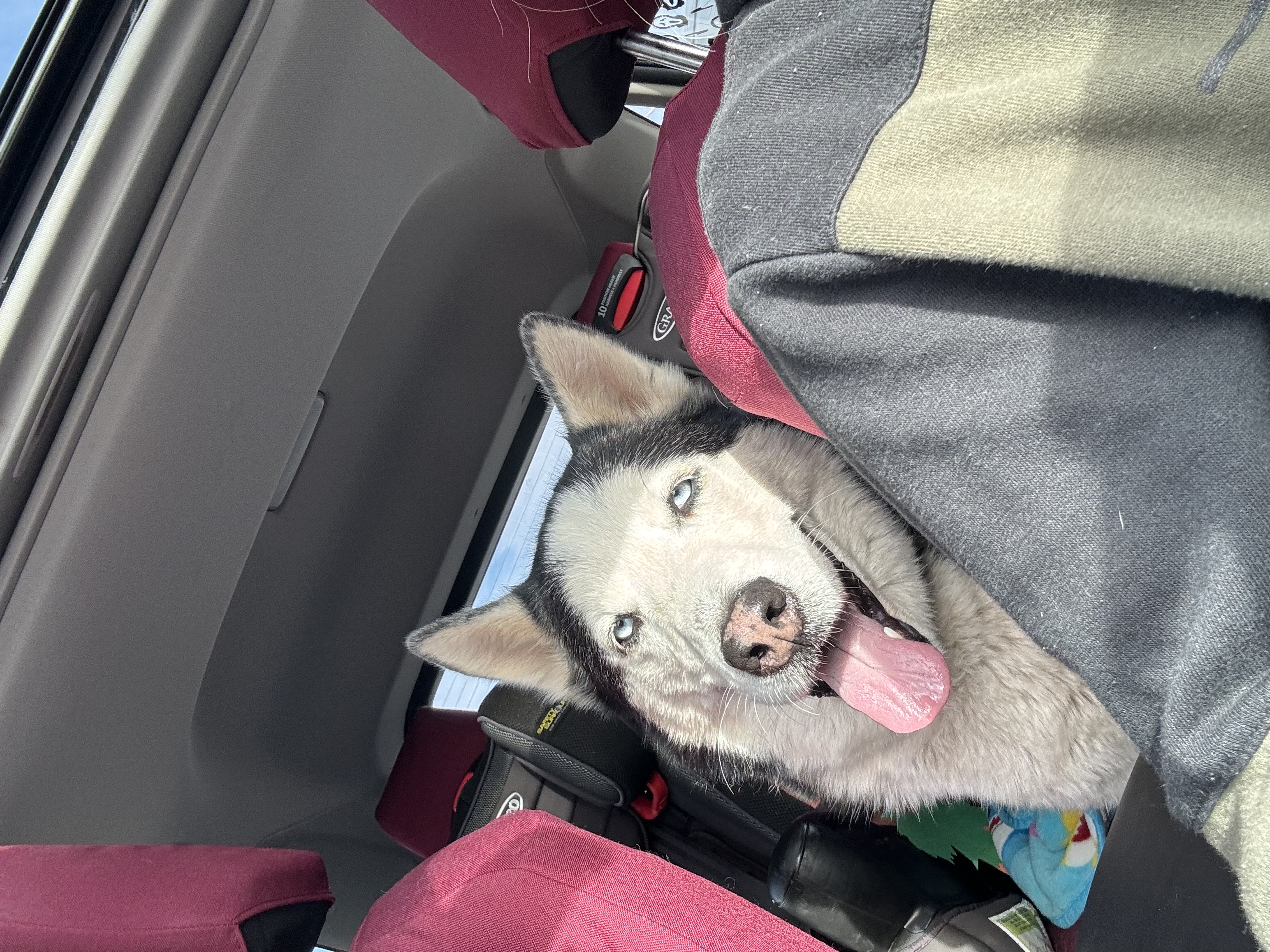 Duke 0124, Adoptable, Adult Male Husky.