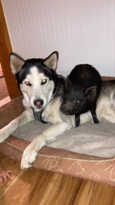 Duke 0124, a Adoptable Husky in Sonora, CA image 3/4