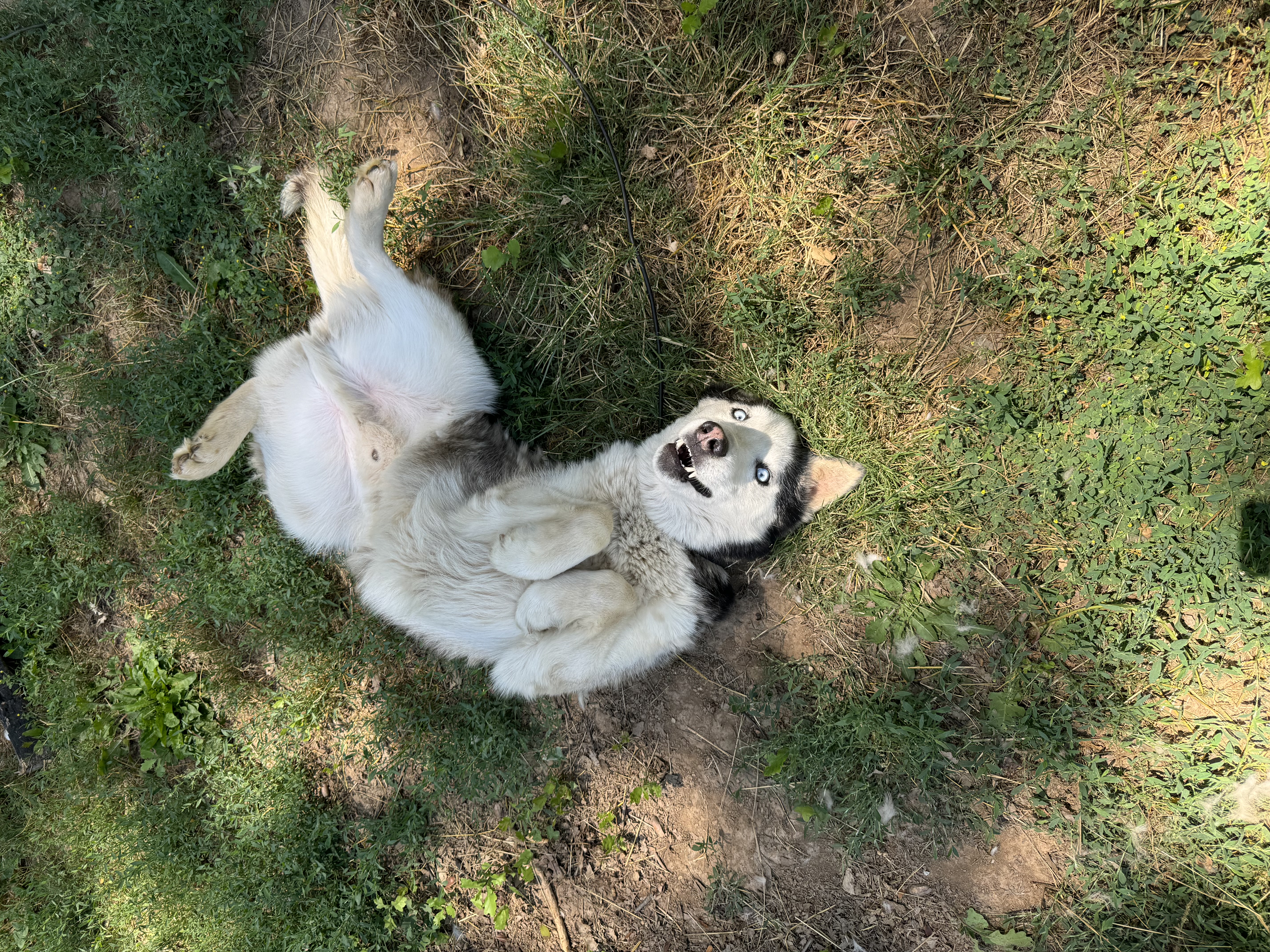 Duke 0124, a Adoptable Husky in Sonora, CA image 2/4