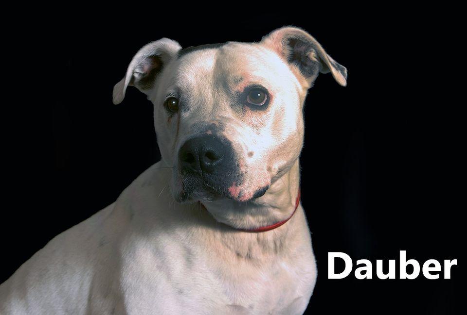 Dauber, ADOPTABLE, Senior Male Pit Bull Terrier & Dalmatian.