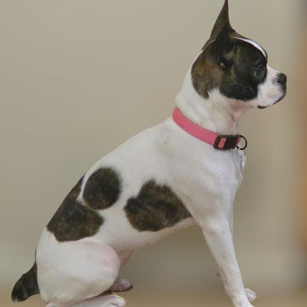 AVAILABLE  8/30 COOKIE, Adoptable, Young Female Boston Terrier & None.