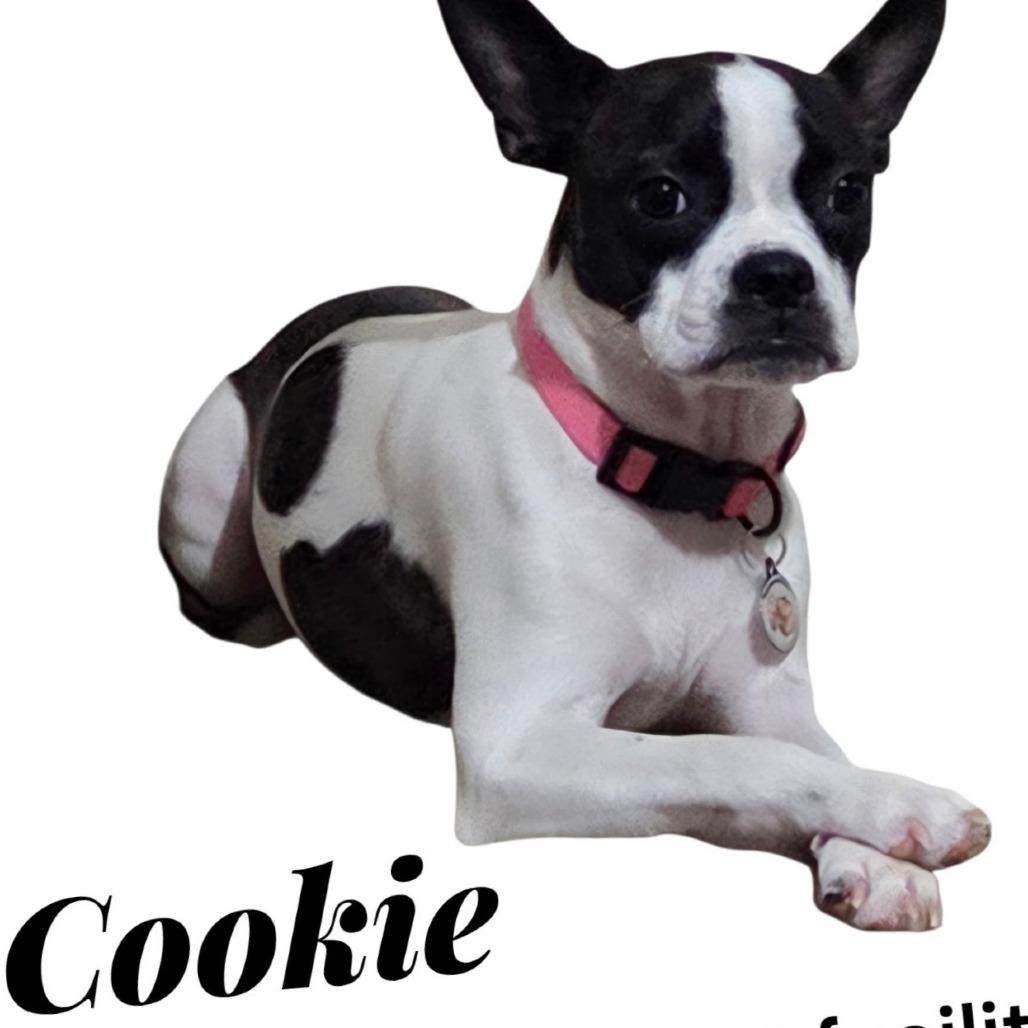 AVAILABLE 8/30 COOKIE, a Adoptable Boston Terrier in Loves Park, IL image 3/4
