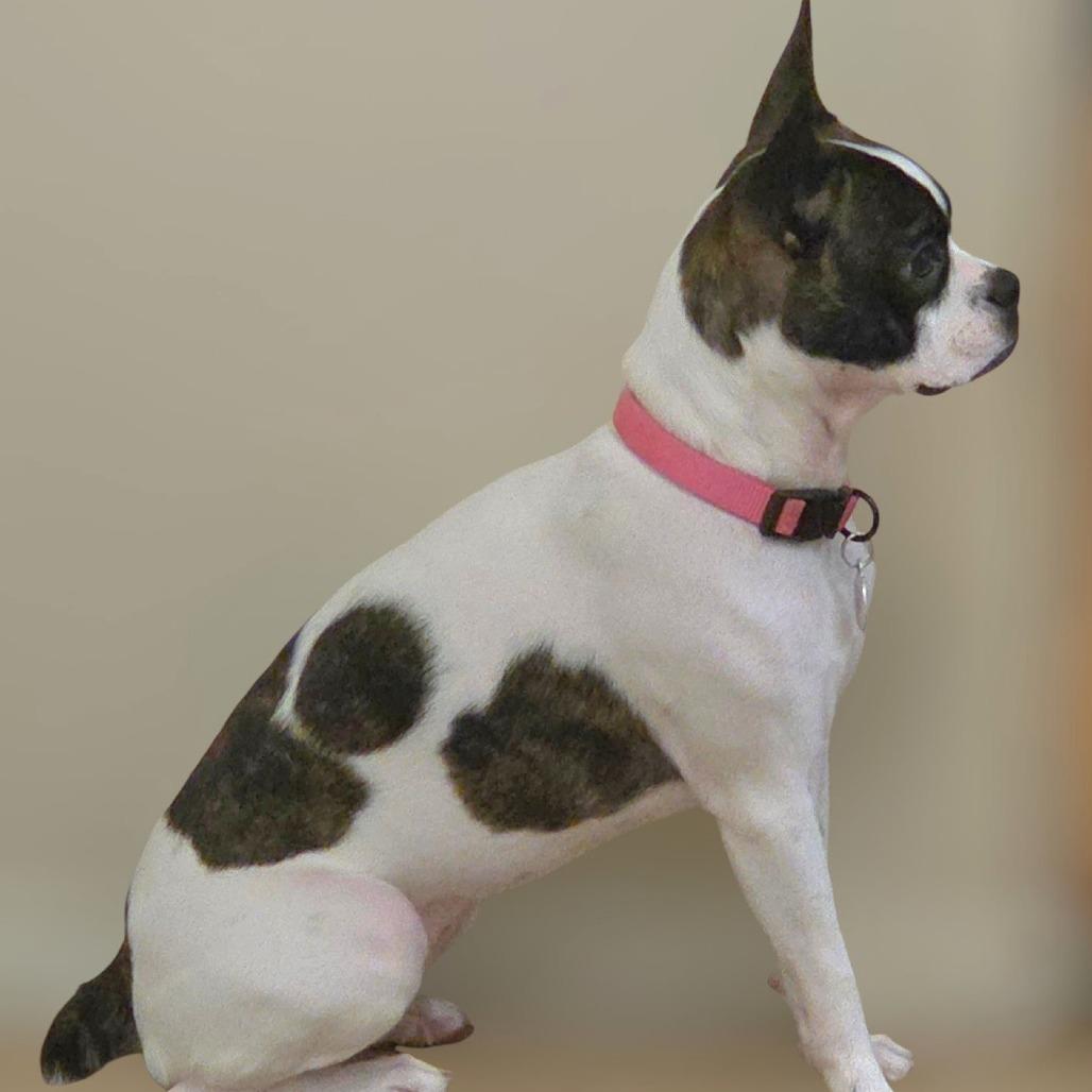 AVAILABLE 8/30 COOKIE, a Adoptable Boston Terrier in Loves Park, IL image 4/4