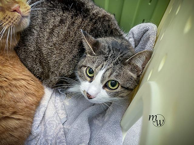 TABITHA, Adoptable, Senior Female Domestic Short Hair & Domestic Short Hair.