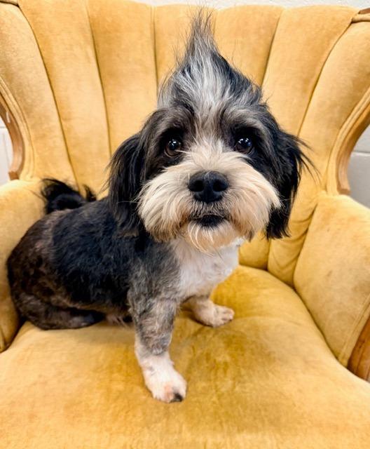 Enlarge Biggie, a Adoptable mixed breed in Madison, GA image 1/2