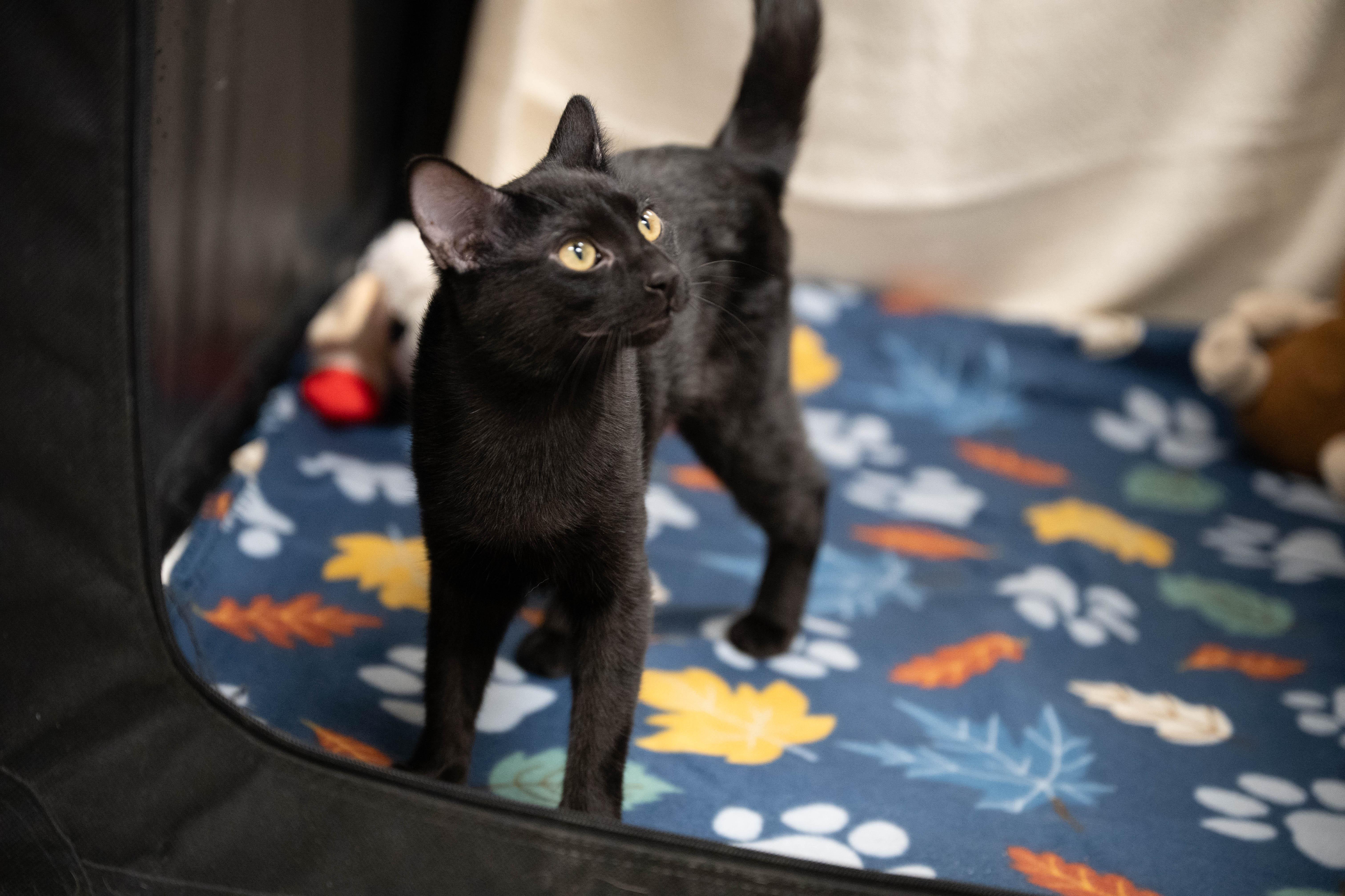 Snuffy, adopted, Young Male Domestic Short Hair.