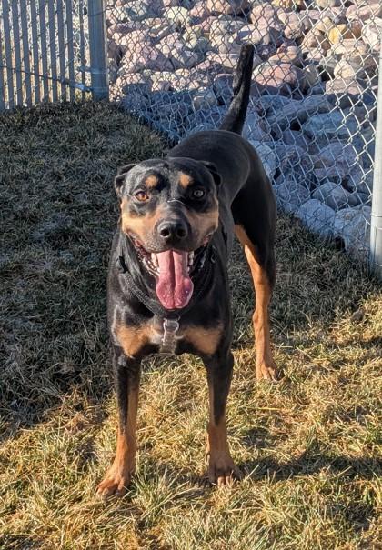 Apollo, Adoptable, Adult Male Mixed Breed & Mixed Breed.