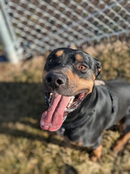 Enlarge Apollo, a Adoptable mixed breed in Missoula, MT image 2/3