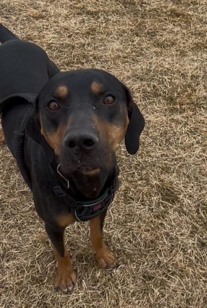 Enlarge Apollo, a Adoptable mixed breed in Missoula, MT image 3/3
