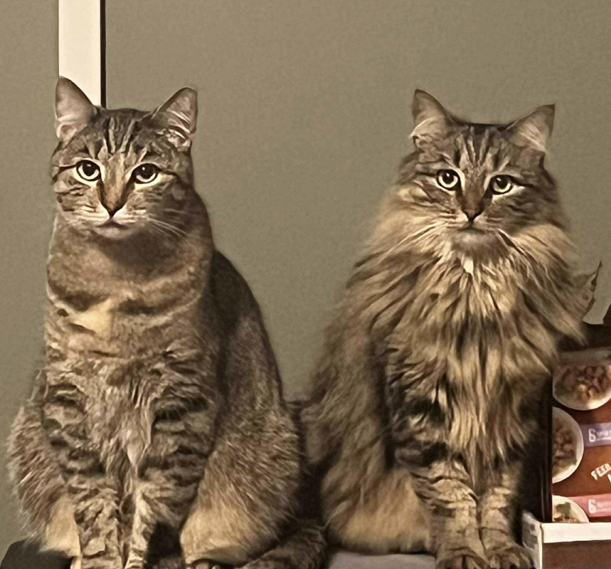 Thumper & Kady, a Adoptable mixed breed in Mahopac, NY image 3/5