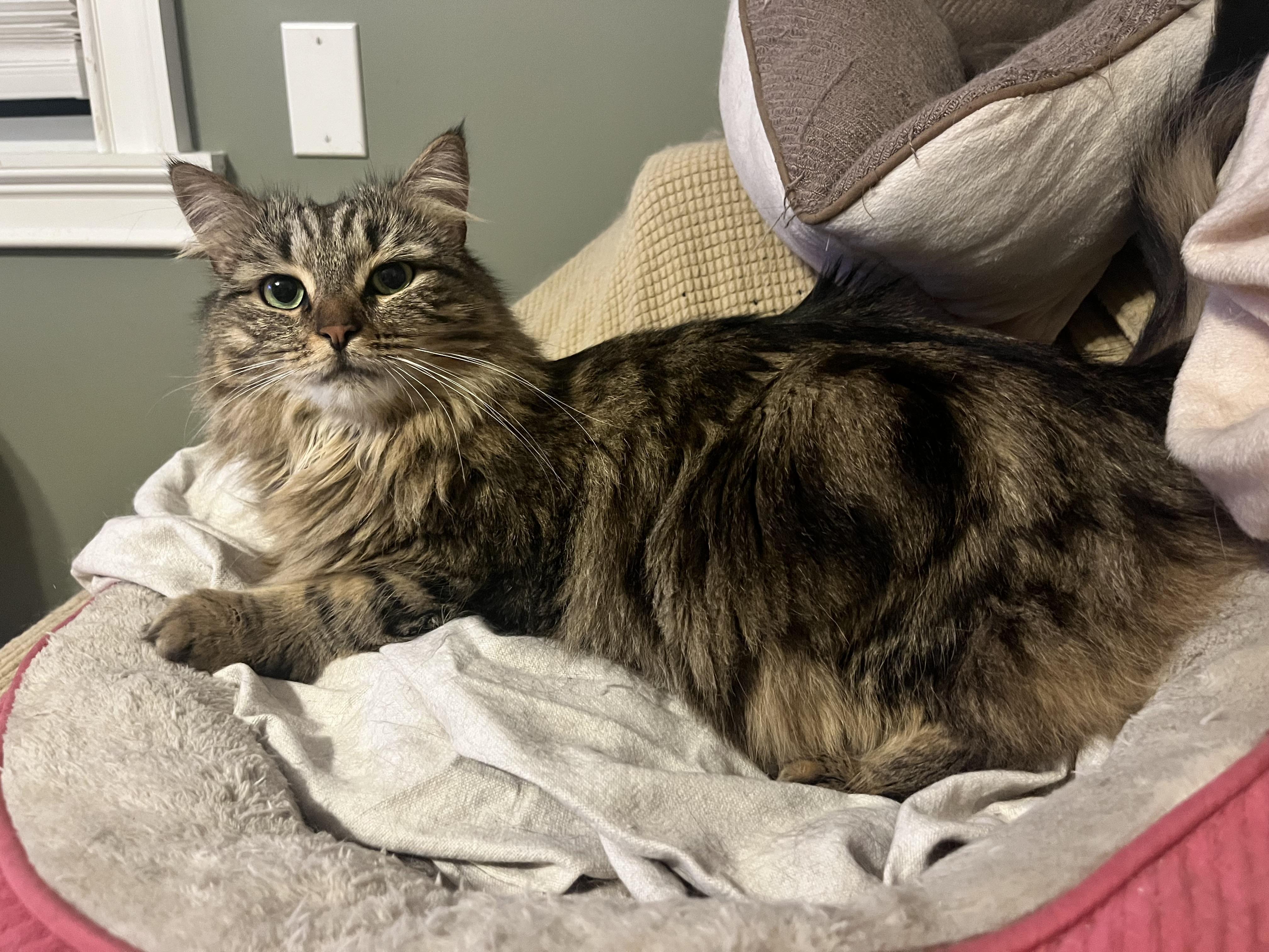 Thumper & Kady, a Adoptable mixed breed in Mahopac, NY image 4/5