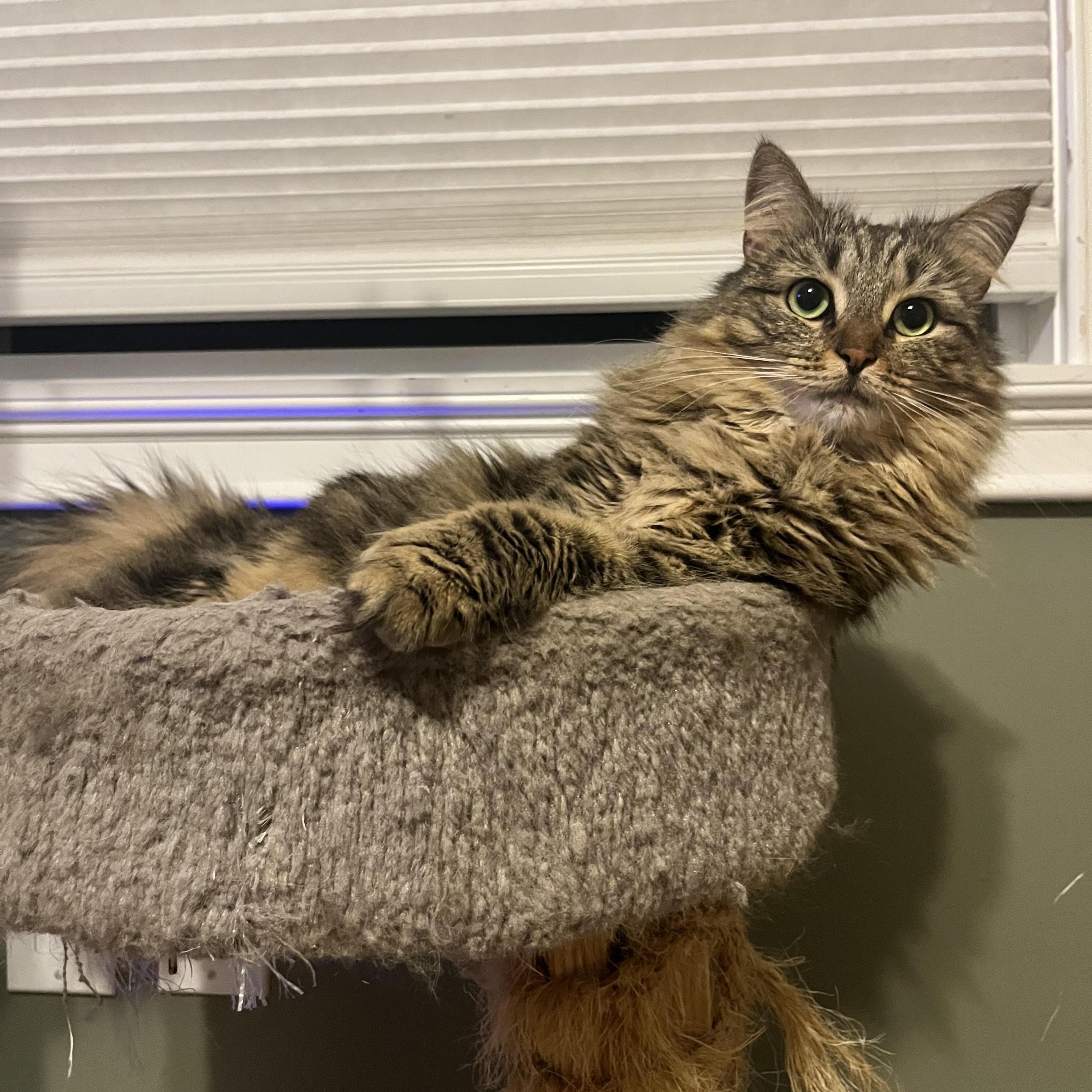 Thumper & Kady, Adoptable, Adult Female American Shorthair.