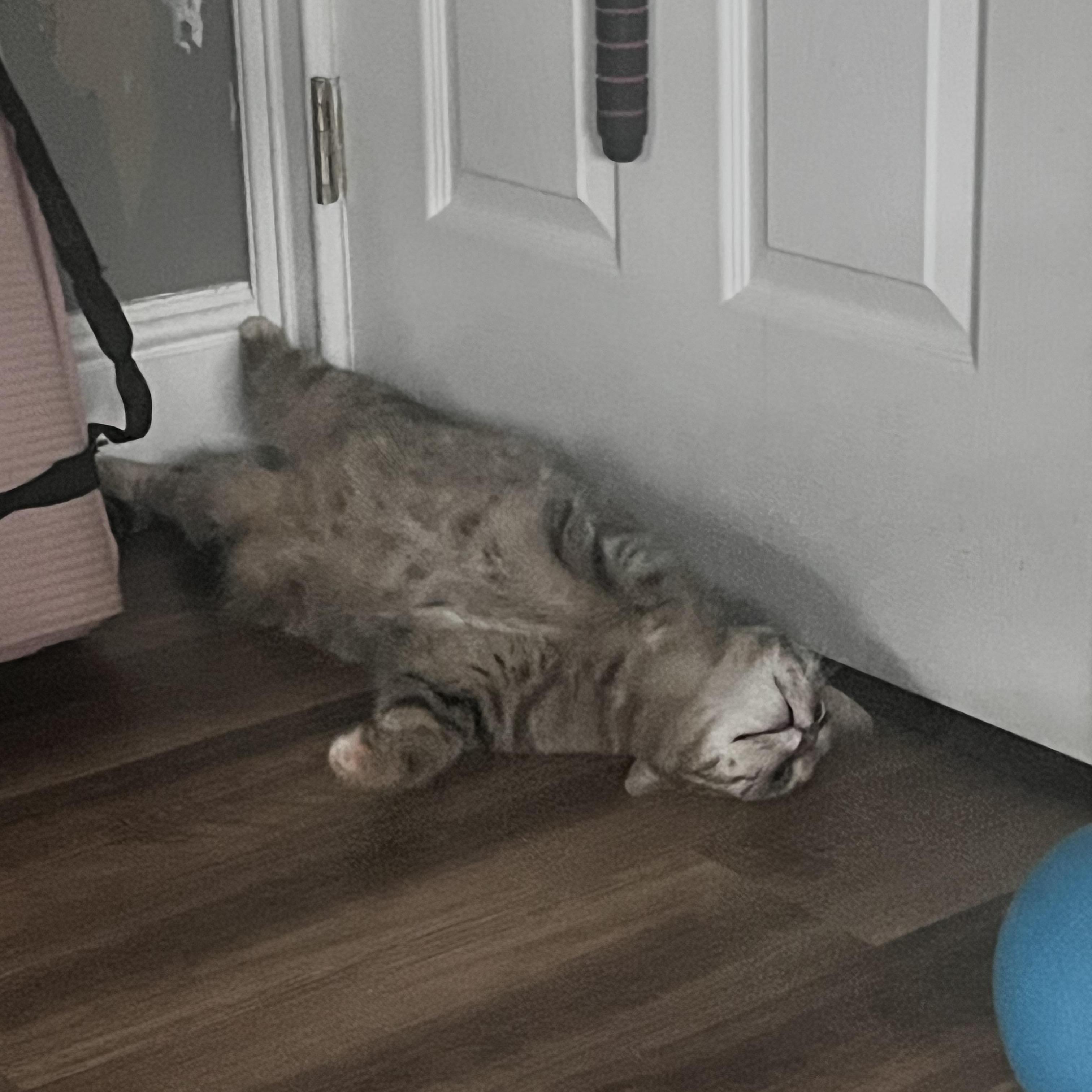 Thumper & Kady, a Adoptable mixed breed in Mahopac, NY image 2/5