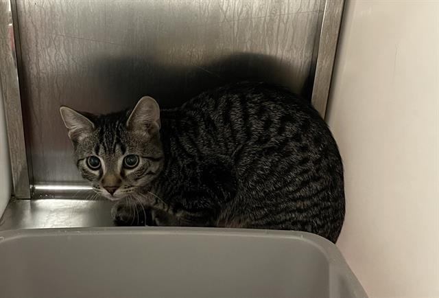 SCOUT, Adoptable, Kitten Male Domestic Short Hair.