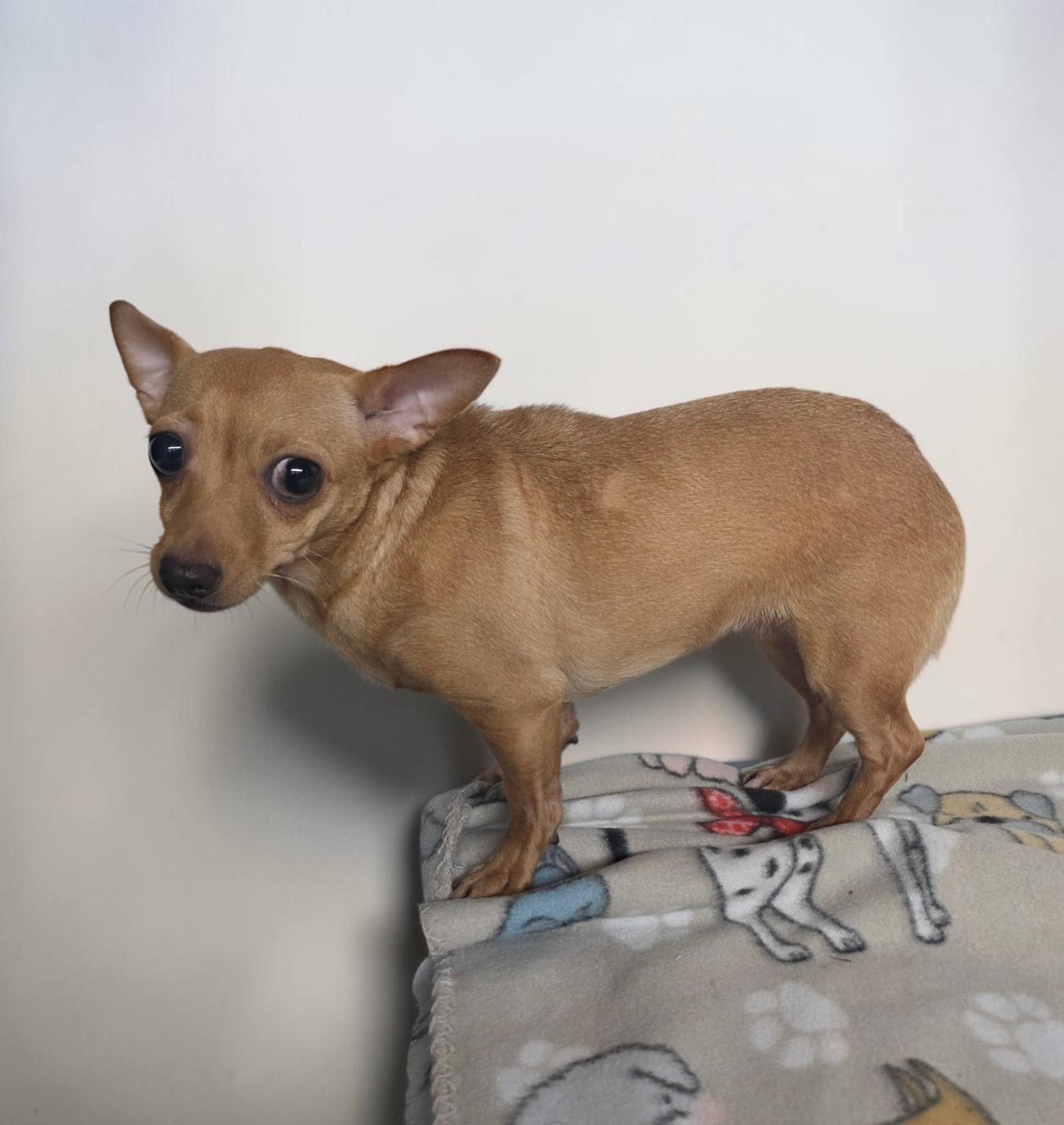 Enlarge Onyx, a Adoptable Chihuahua in Dallas, GA image 1/1