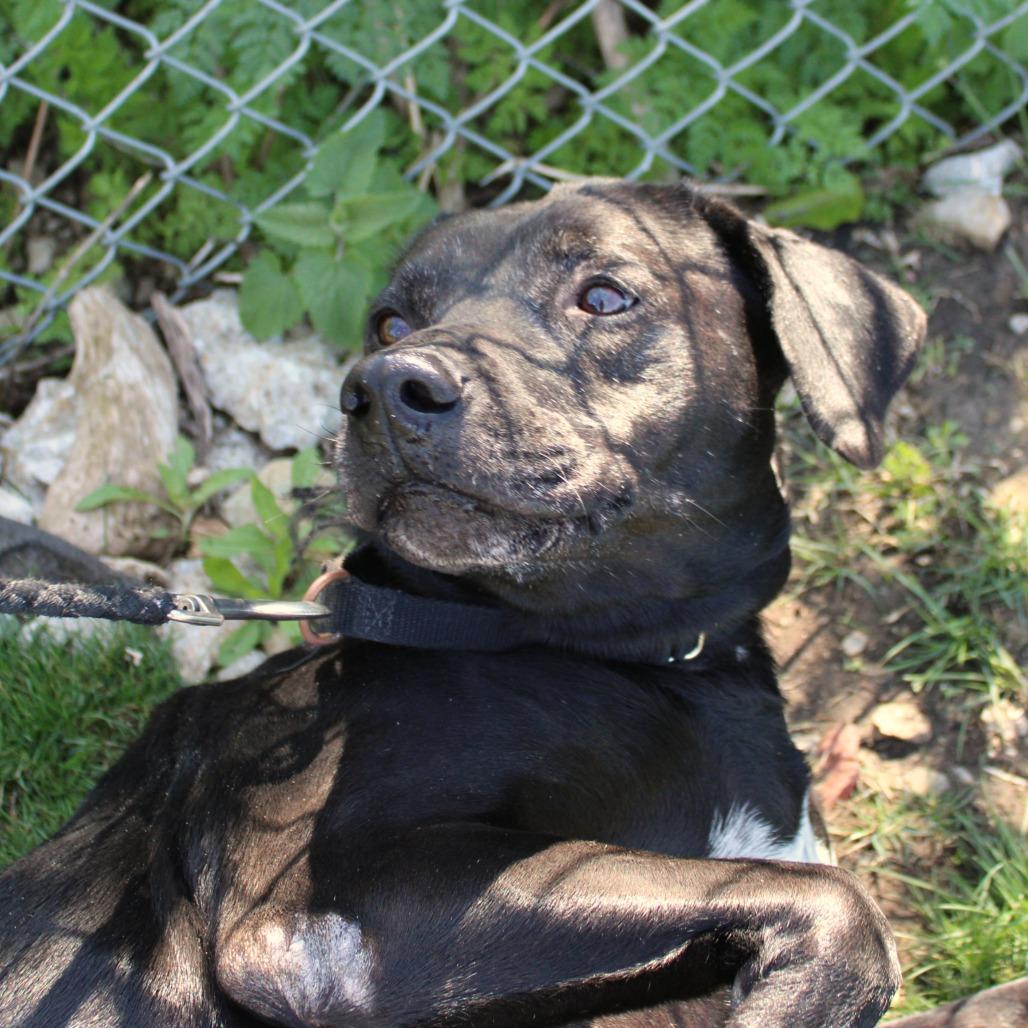 Rose, Adoptable, Adult Female Labrador Retriever & Pit Bull Terrier.