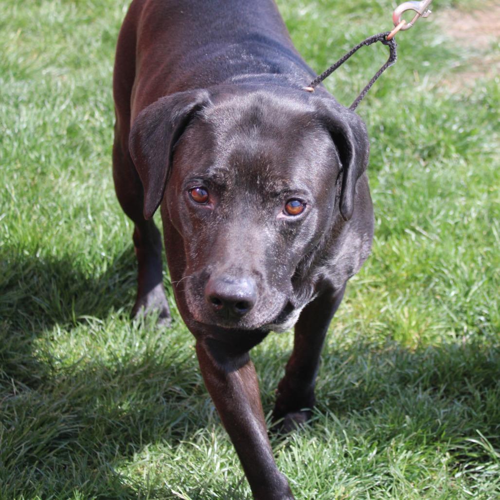 Enlarge Rose, a Adoptable mixed breed in Champaign, IL image 2/5