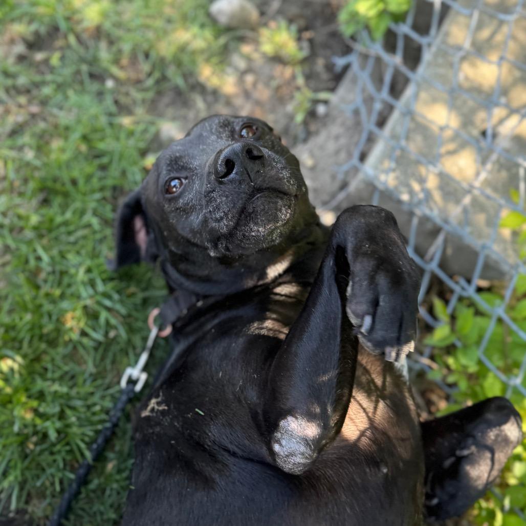Enlarge Rose, a Adoptable mixed breed in Champaign, IL image 3/5