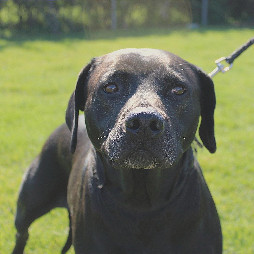 Enlarge Rose, a Adoptable mixed breed in Champaign, IL image 4/5