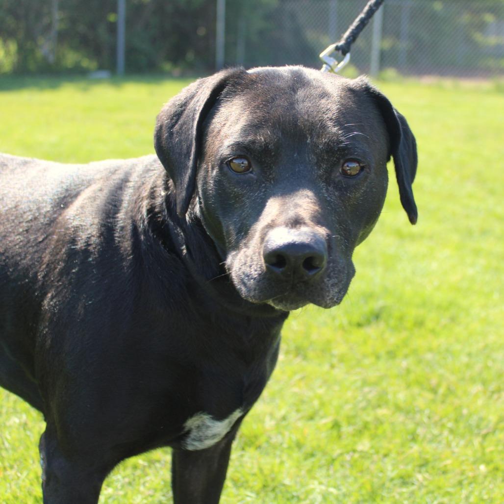 Enlarge Rose, a Adoptable mixed breed in Champaign, IL image 5/5