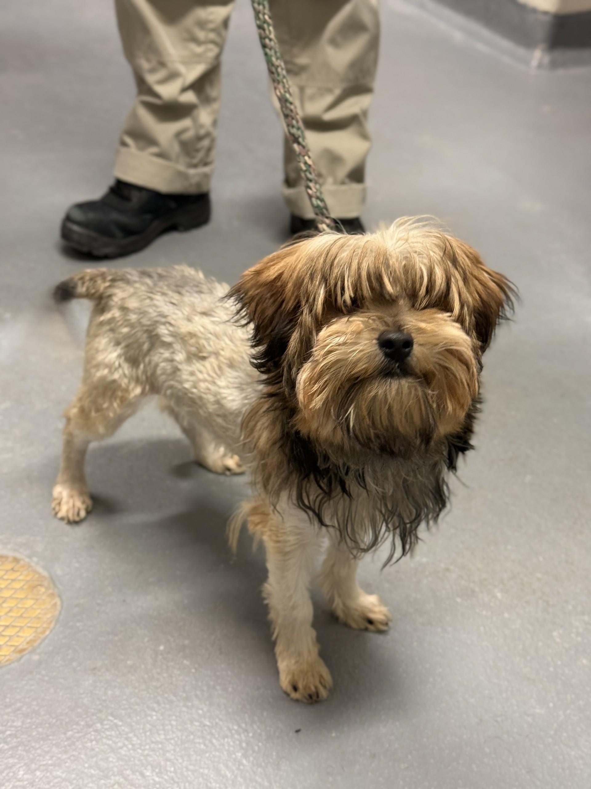 Enlarge Aslan, a Adoptable mixed breed in Ashland, VA image 2/2