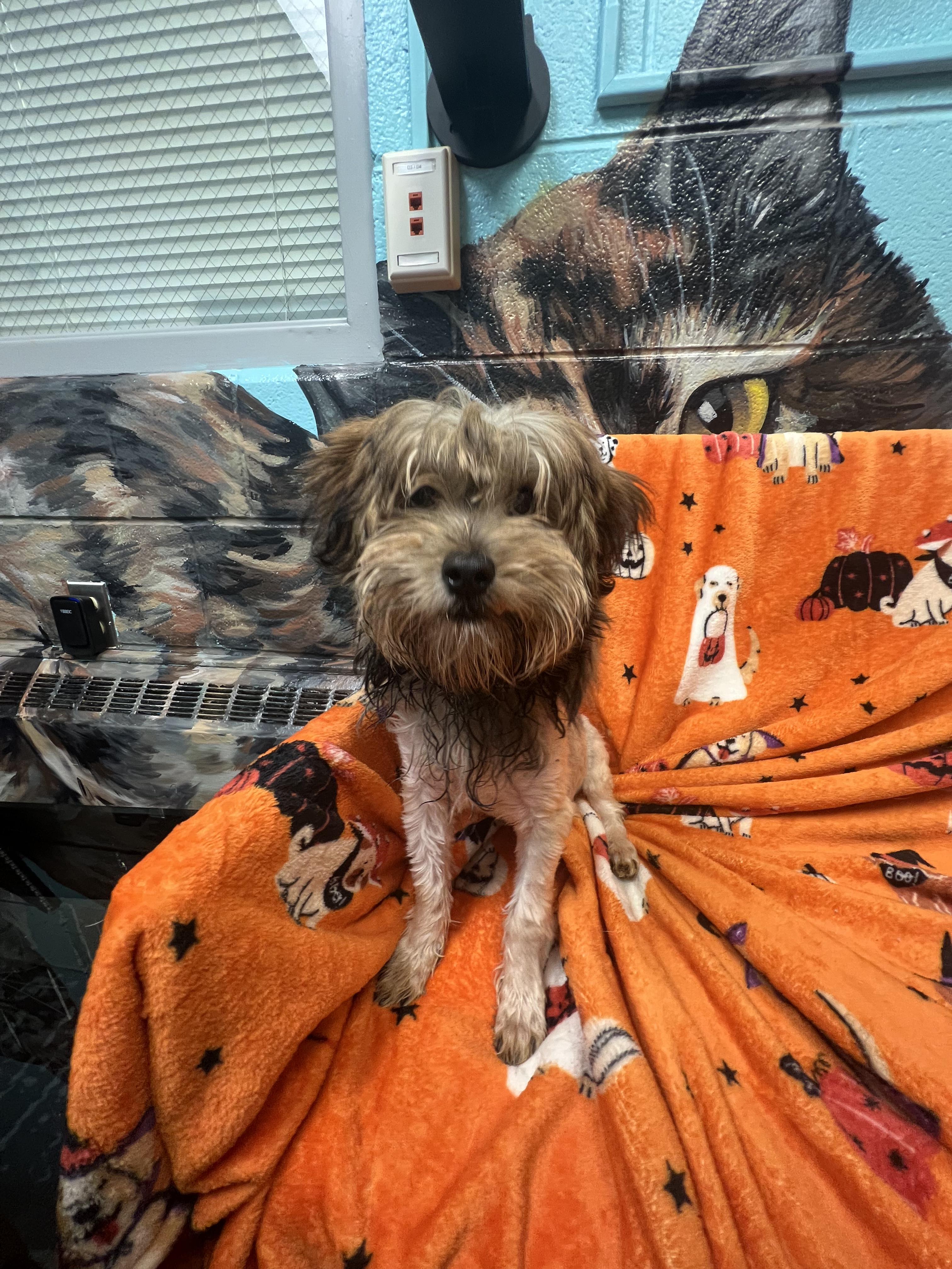 Aslan, Adoptable, Young Male Yorkshire Terrier & Shih Tzu.