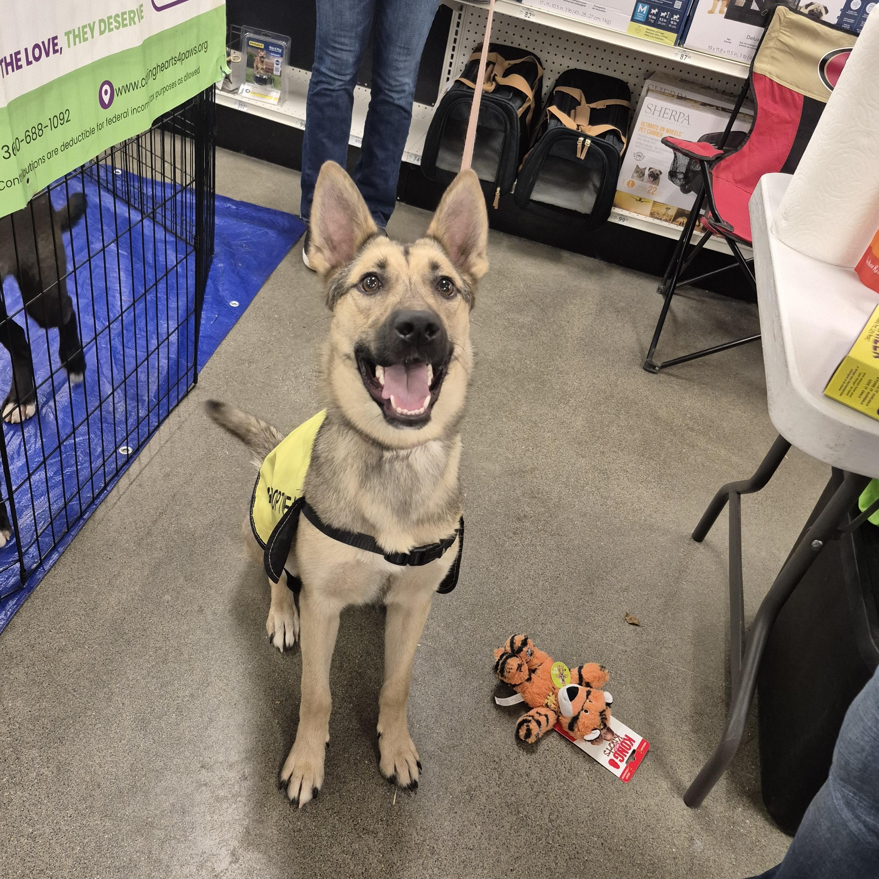 Enlarge Katy, a ADOPTABLE mixed breed in Olympia, WA image 2/2