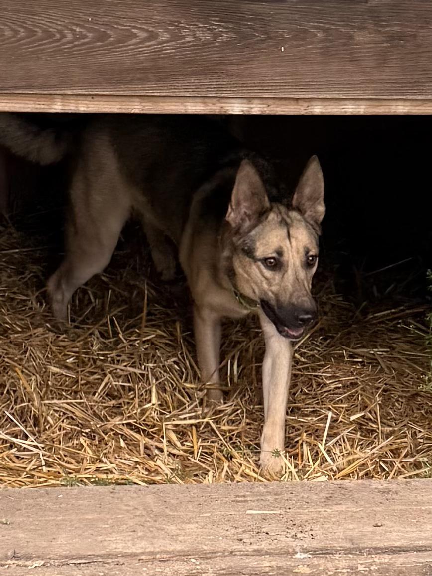 Katy, a ADOPTABLE mixed breed in Olympia, WA image 5/5