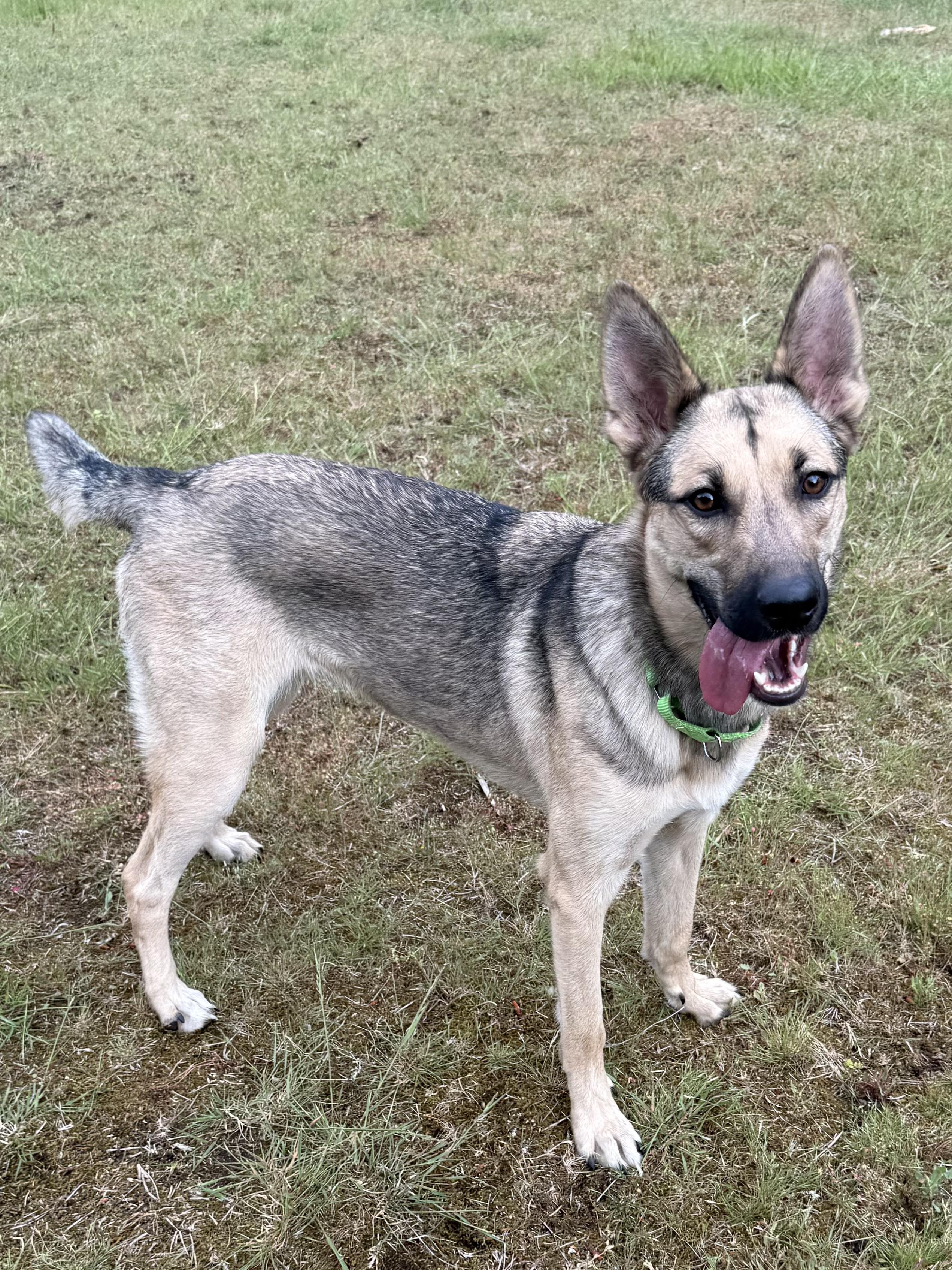 Katy, ADOPTABLE, Adult Female German Shepherd Dog & Alaskan Malamute.