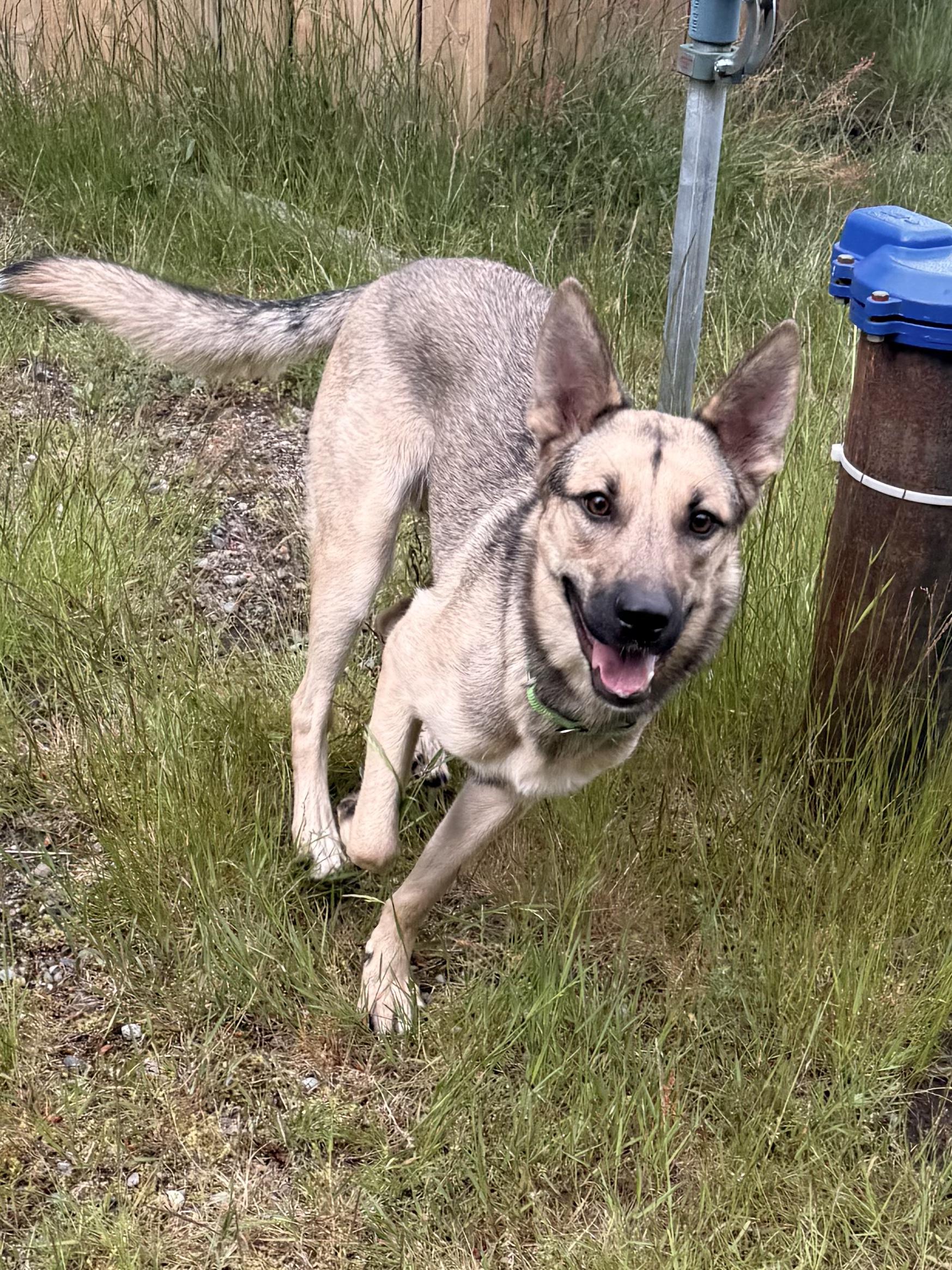 Katy, a ADOPTABLE mixed breed in Olympia, WA image 3/5