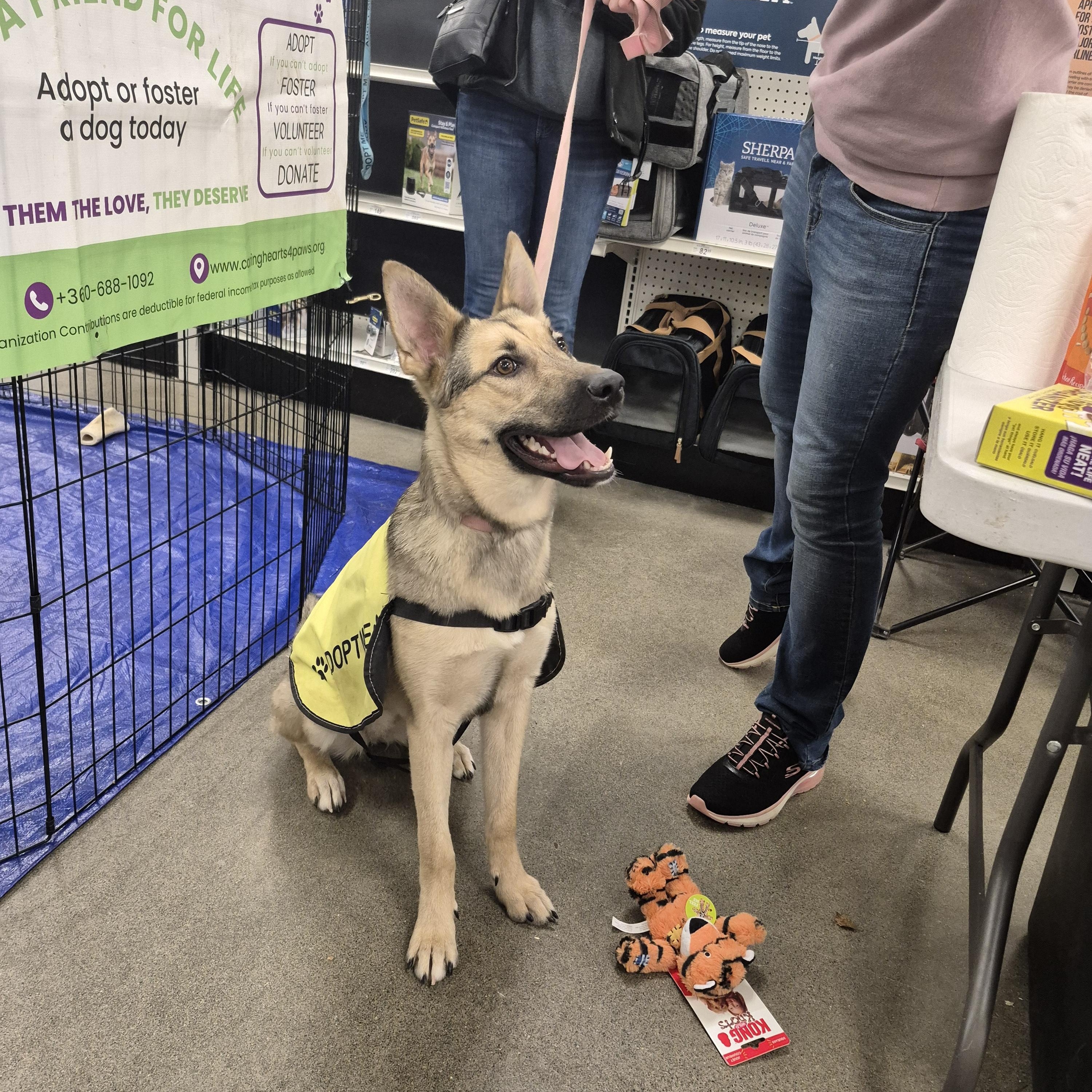 Enlarge Katy, a ADOPTABLE mixed breed in Olympia, WA image 1/2