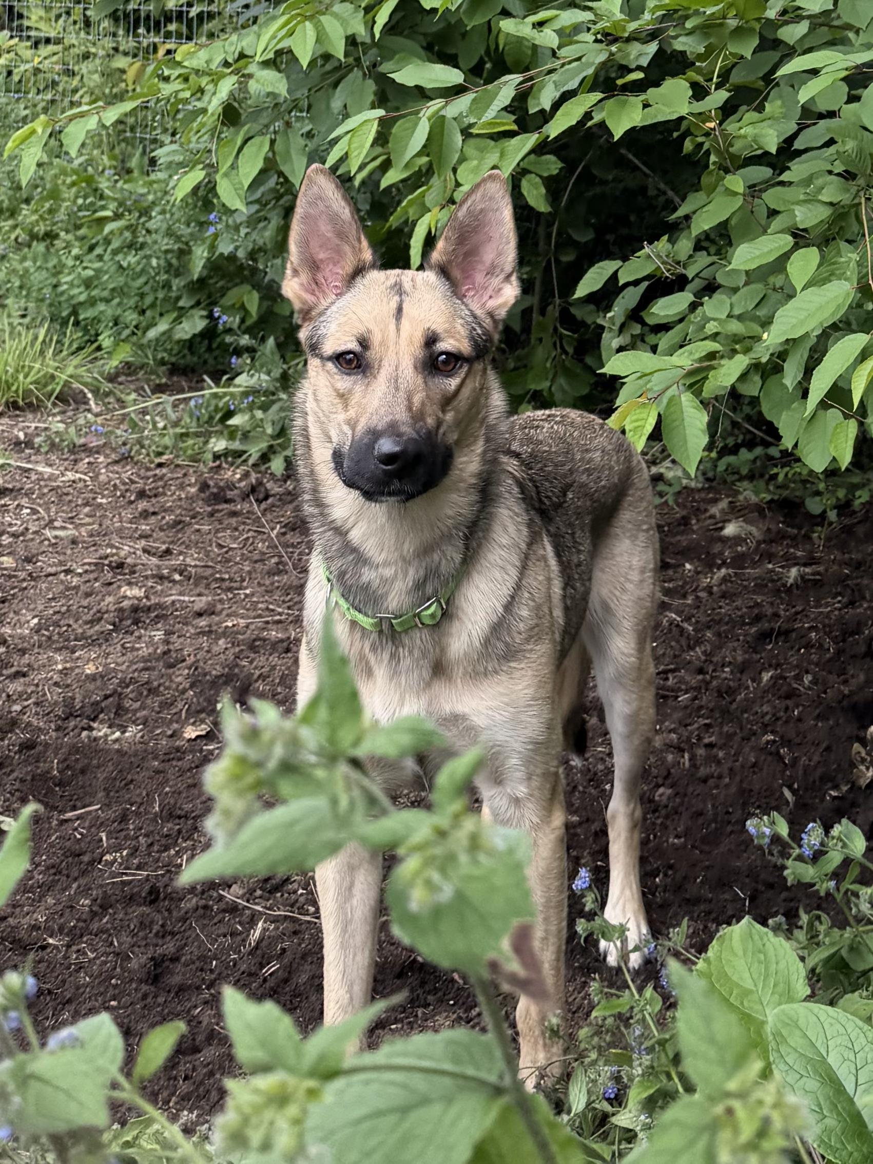 Katy, a ADOPTABLE mixed breed in Olympia, WA image 2/5
