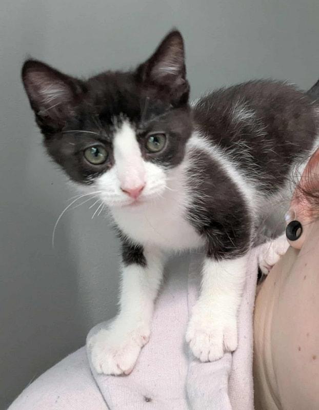 The Sugar Babies (coming soon)