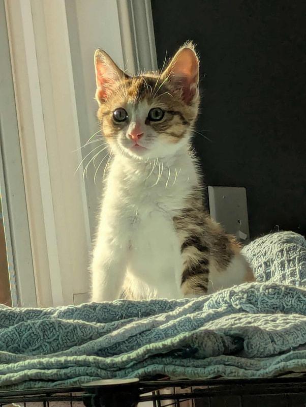 The Sugar Babies (coming soon)