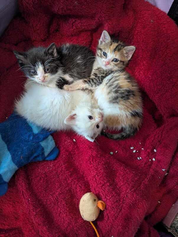 The Sugar Babies (coming soon)