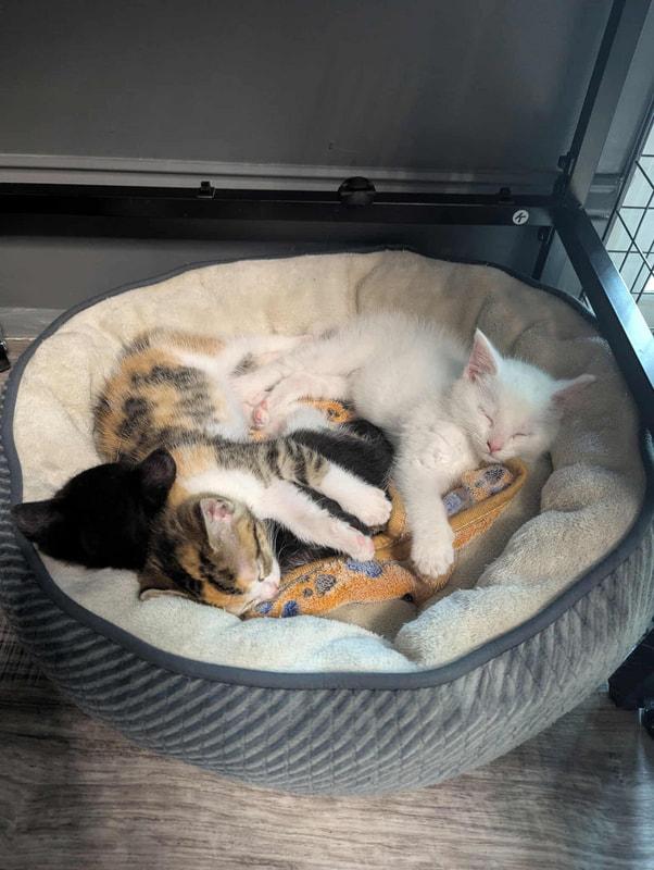 The Sugar Babies (coming soon)