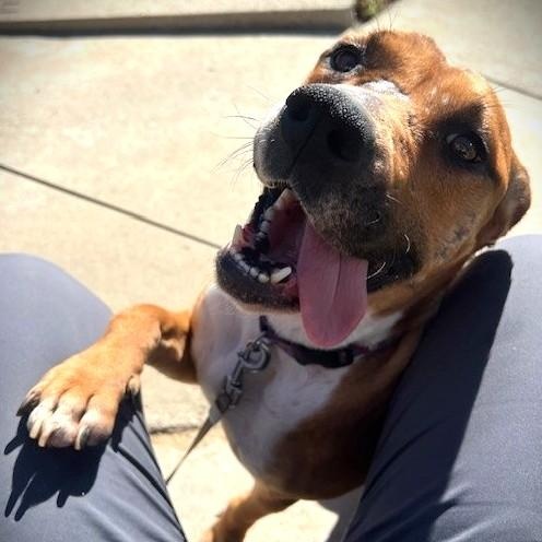 Enlarge JAZZY KIA, a Adoptable mixed breed in Murrieta, CA image 2/4