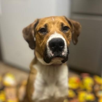 JAZZY KIA, Adoptable, Young Female American Staffordshire Terrier.