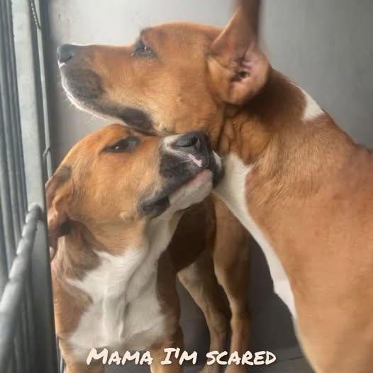 Enlarge JAZZY KIA, a Adoptable mixed breed in Murrieta, CA image 3/4