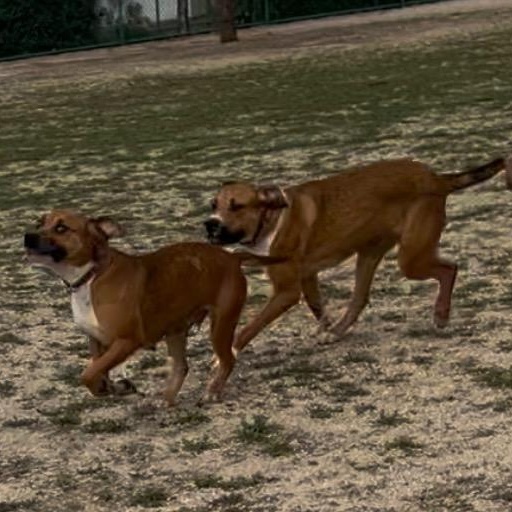 Enlarge JAZZY KIA, a Adoptable mixed breed in Murrieta, CA image 4/4